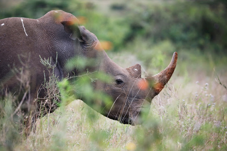 Police are searching for poachers who killed and de-horned two rhinos in an Eastern Cape reserve.