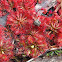 Spoon-leaved Sundew (carnivorous plant)