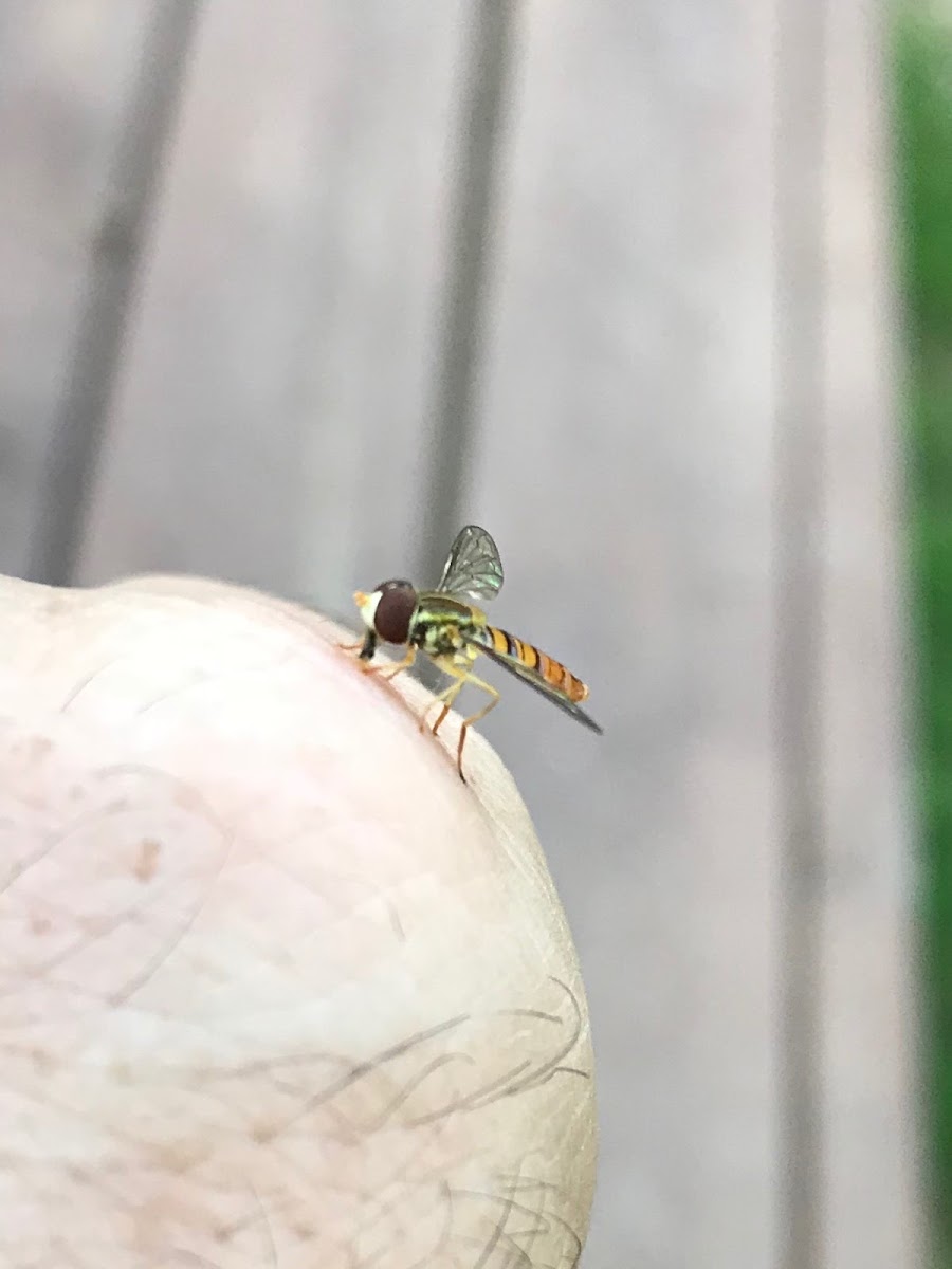 Hover Fly