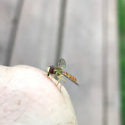 Hover Fly