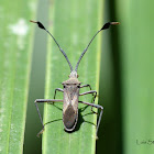 Leaf-footed bug