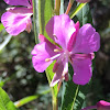 Fireweed