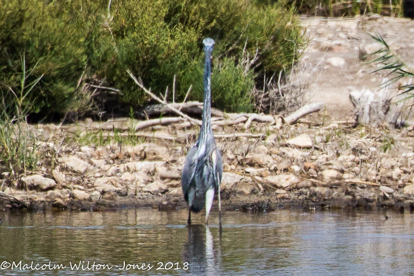 Grey Heron; Garza Real