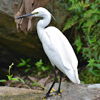 Little Egret (सानो सेतो बकुल्ला)