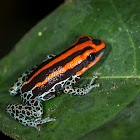 Reticulated Poison Frog