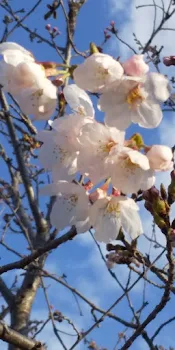 桜🌸猫！！