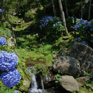 南庄高山青農場