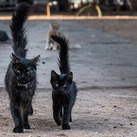 Cats in black di Bernardinello Giorgio