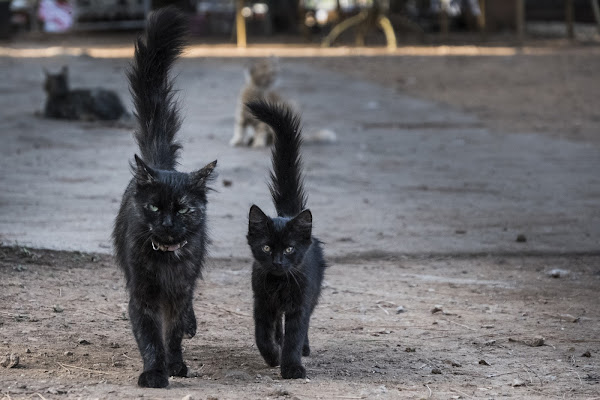 Cats in black di Bernardinello Giorgio