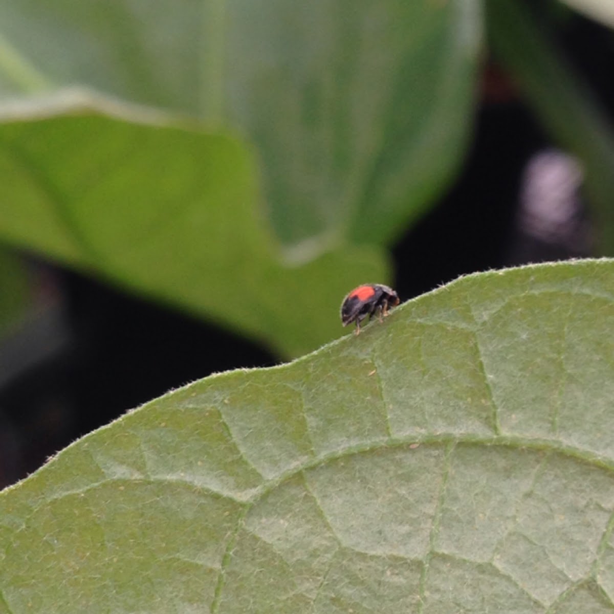 Minute lady beetle