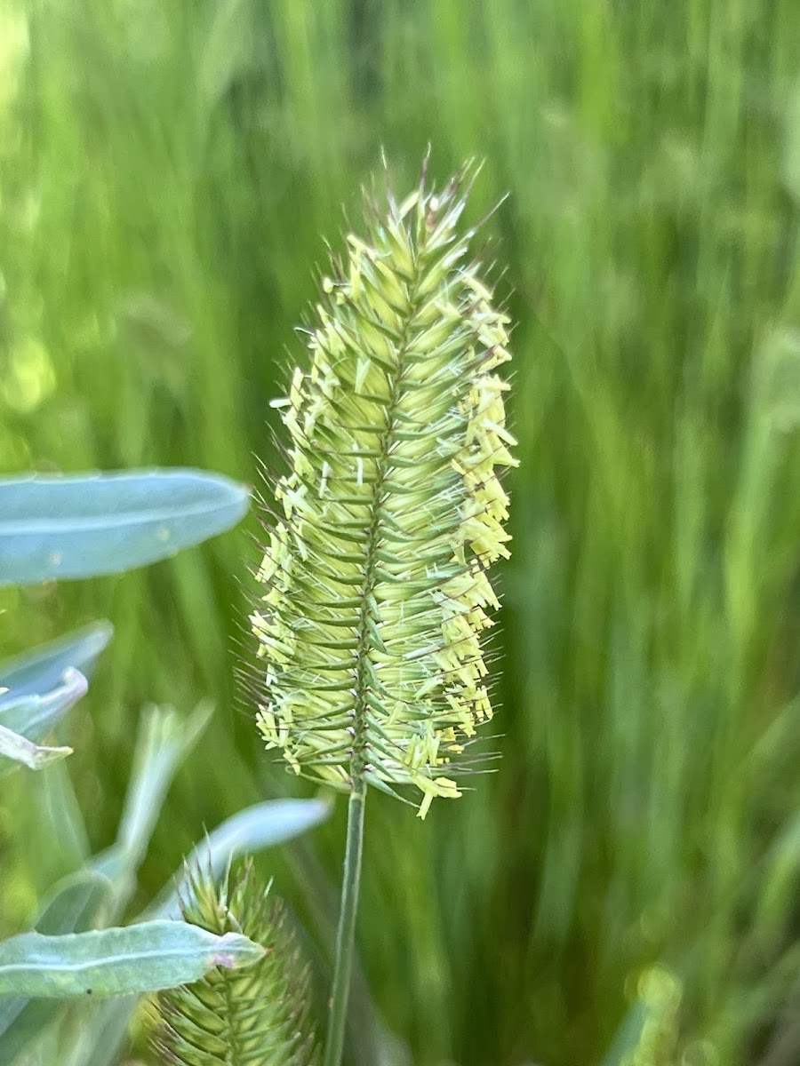 Crested Wheatgrass