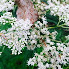 Common Boneset