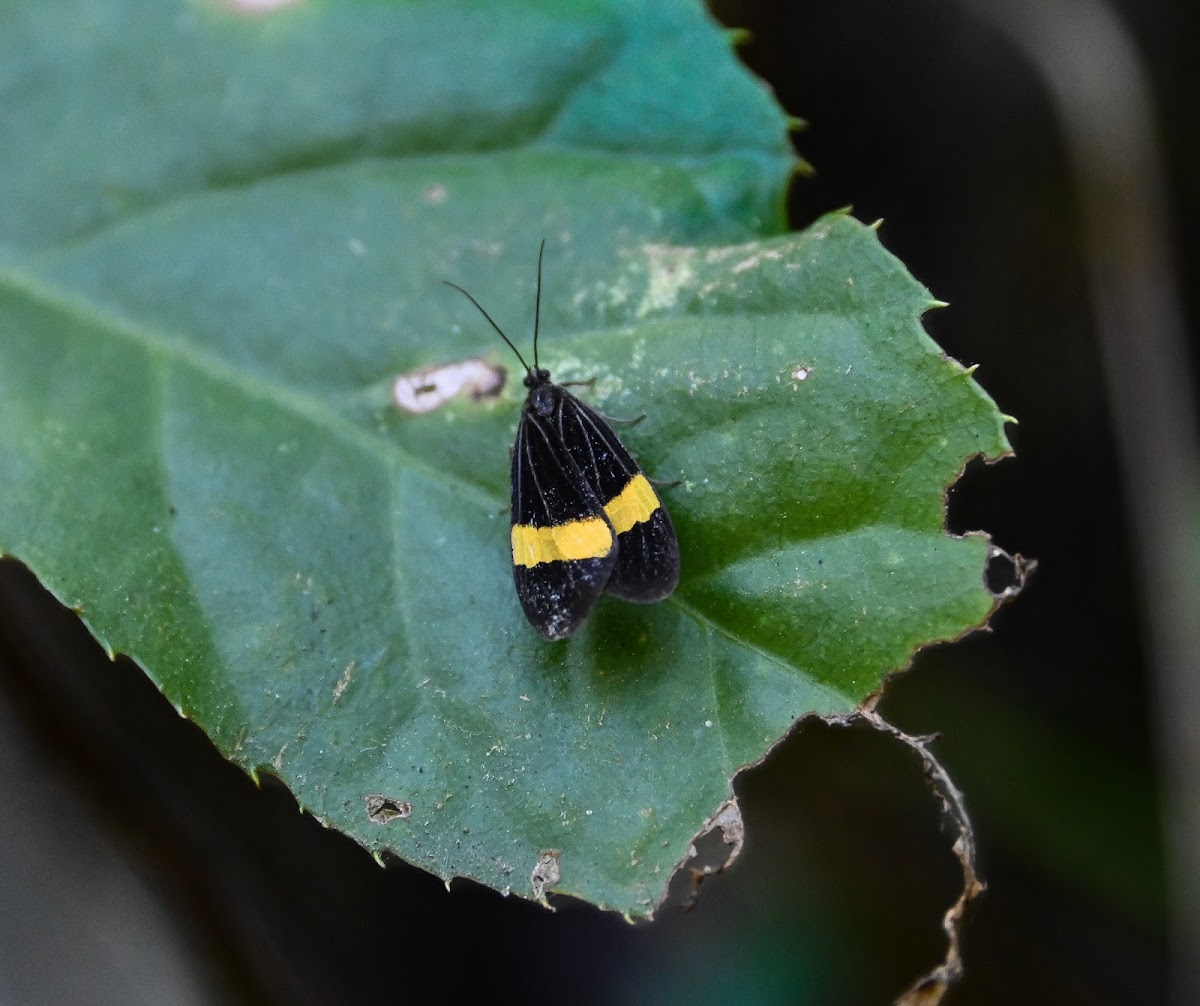 Tiger Moth