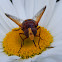 Hornet mimic hoverfly