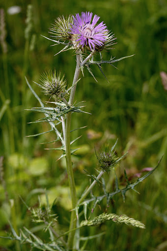 Galactites tomentosus tomentosa