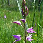 Rotes Waldvöglein, Red helleborine