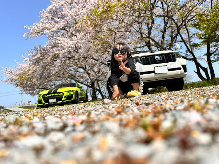 ランドクルーザープラドのフォードマスタング・70周年アニバーサリー・サクラと愛車・小さなキャンギャルに関するカスタム事例の投稿画像3枚目