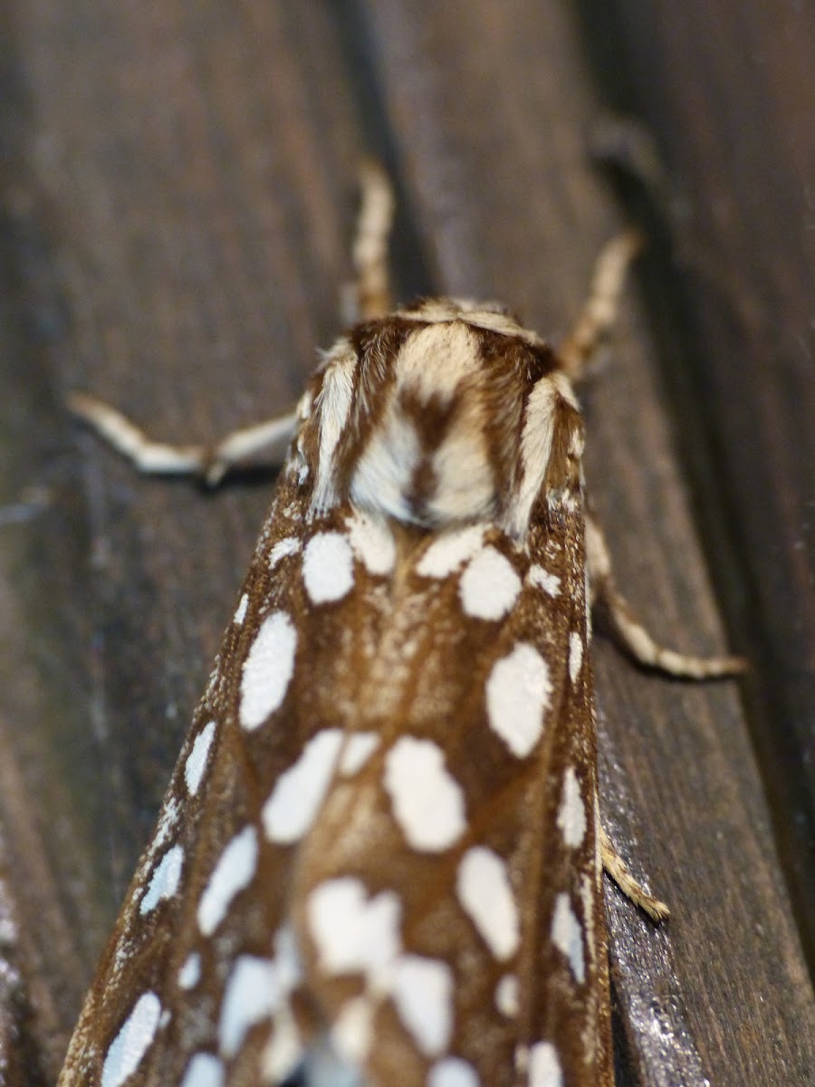 Silver spotted tiger moth