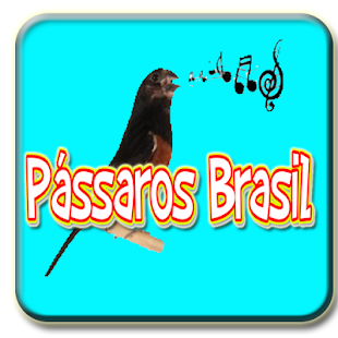 Pássaro Som Armazém Brasilia - náhled