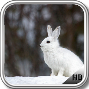 Bunny Wallpaper.apk 1.0