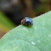 Dusky Lady Beetle