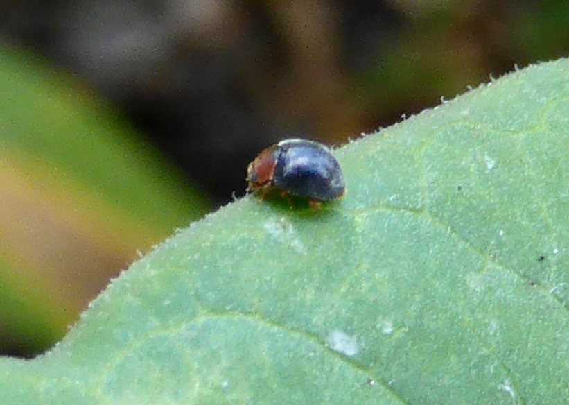 Dusky Lady Beetle