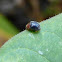 Dusky Lady Beetle