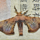 Bombycid Silkmoth