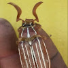 Ten-lined June beetle