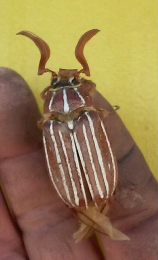 Ten-lined June beetle