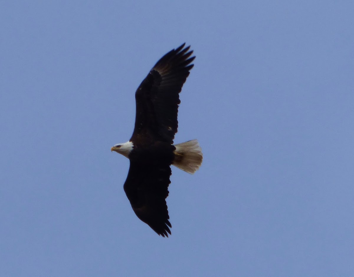 Bald Eagle