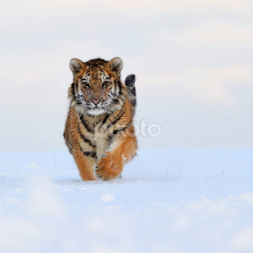 Siberian tiger (Panthera tigris altaica) by Bencik Juraj - Animals Lions, Tigers & Big Cats