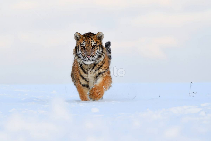 Siberian tiger (Panthera tigris altaica) by Bencik Juraj - Animals Lions, Tigers & Big Cats