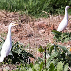 Cattle Egret; Garcilla Bueyera