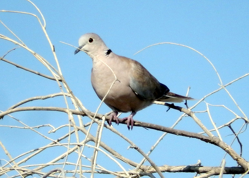 Eurasian Collared Dove