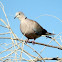 Eurasian Collared Dove