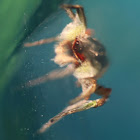 Jumping Spider