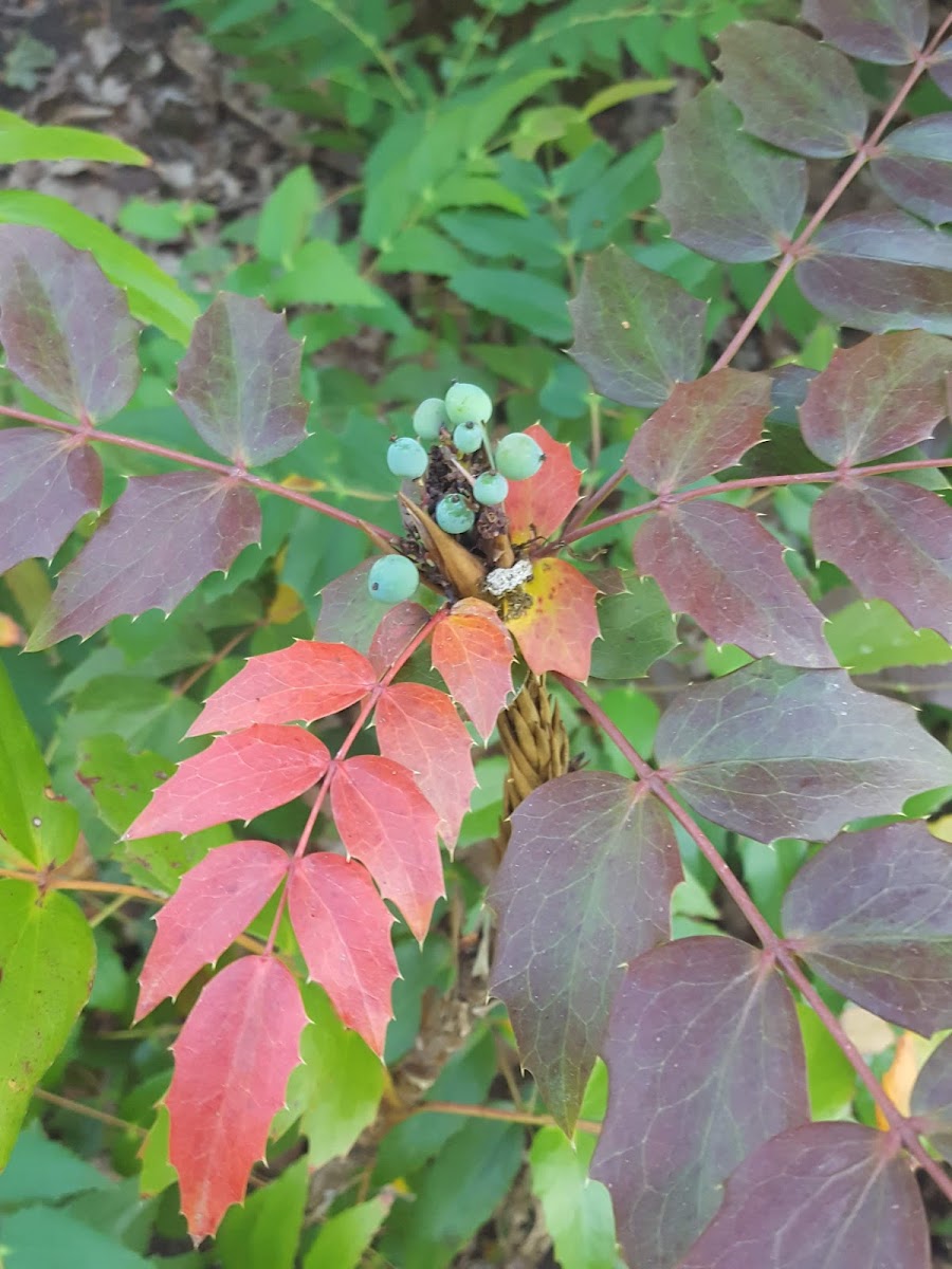 Oregon Grape Plant