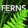 Ferns HD Wallpapers Garden Theme