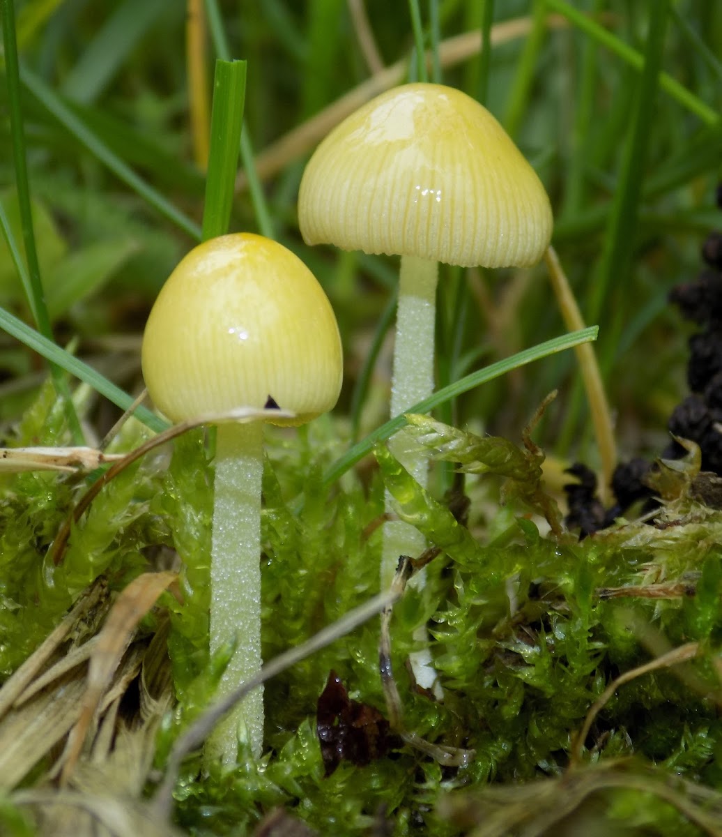 Yellow fieldcap mushroom