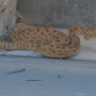 Western Diamondback Rattlesnake