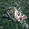 Crambid Moth