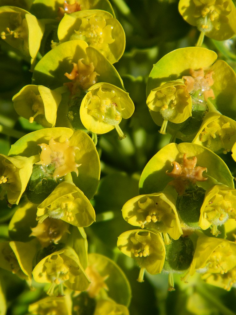 Mediterranean spurge (Ευφορβία η χαρακίας)