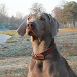 Weimaraner Wallpapers Apk