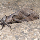 Cossid Moth