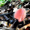 Hairy Cup Fungus