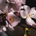 Wet flowers