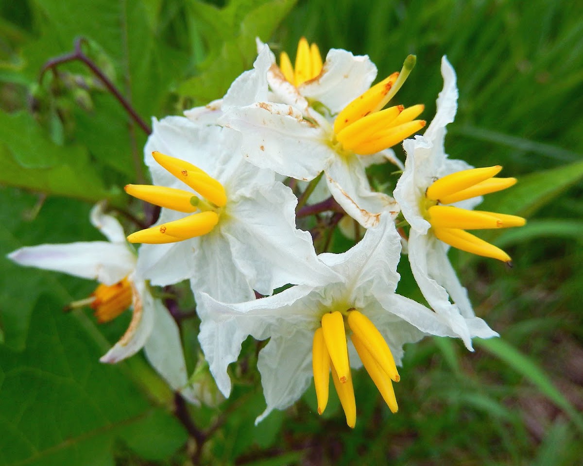 Horse Nettle