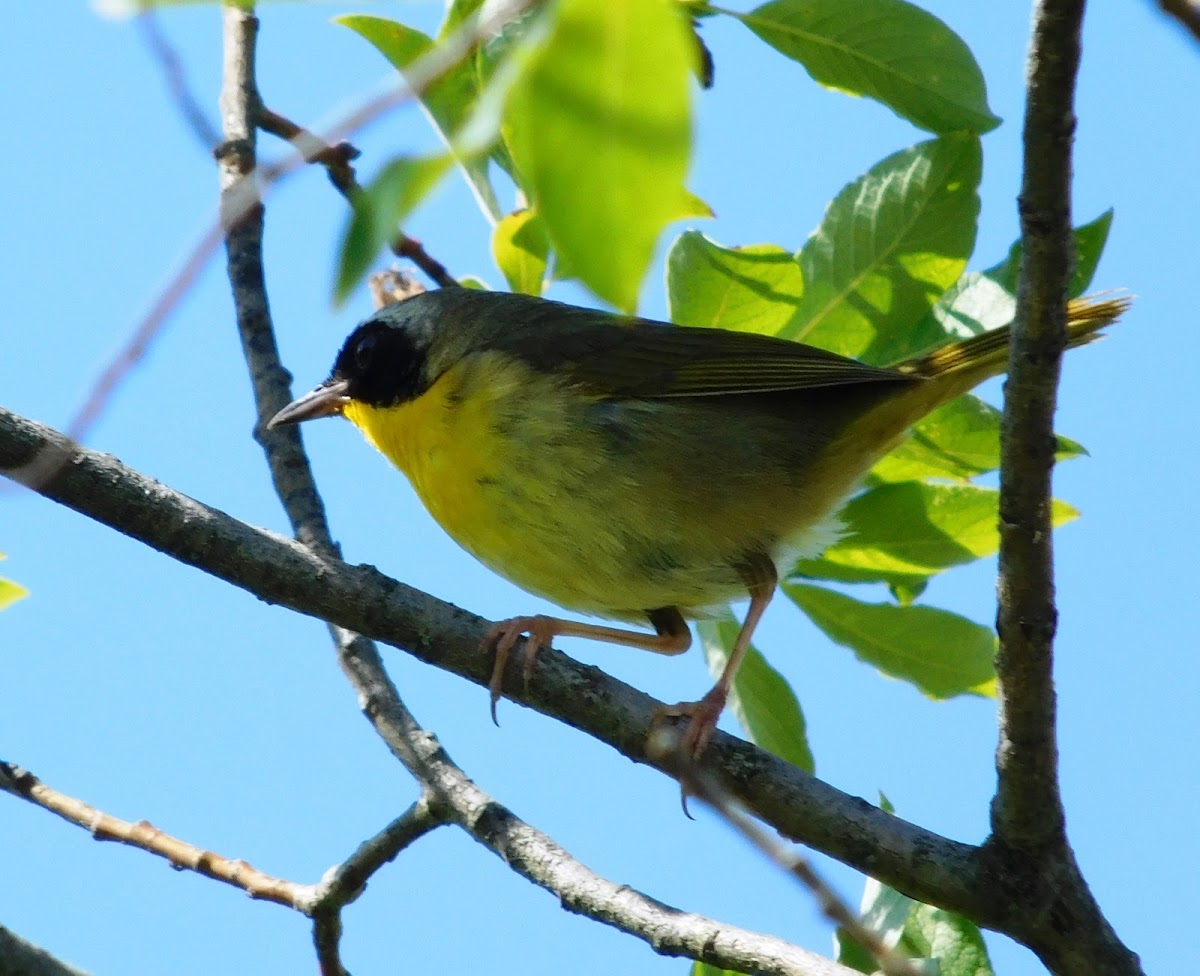 Common Yellowthroat