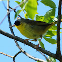 Common Yellowthroat